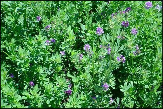 12 هکتار علوفه کاری در مهدی‌شهر اجرا شد