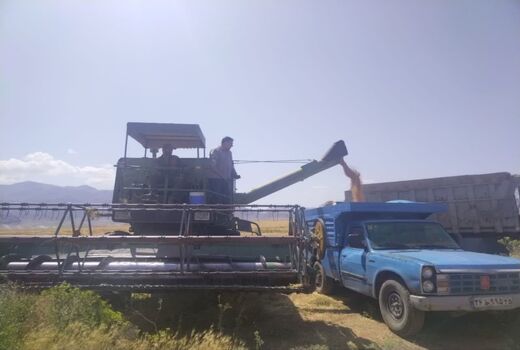 برداشت کلزا و گندم در شهرستان جلفا