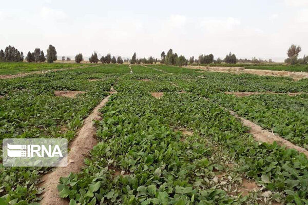 ۷۵ سبزی‌کار متخلف به دستگاه قضایی کردستان معرفی شدند
