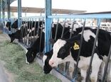 اتمام طرح هویت گذاری دام های سبک و سنگین