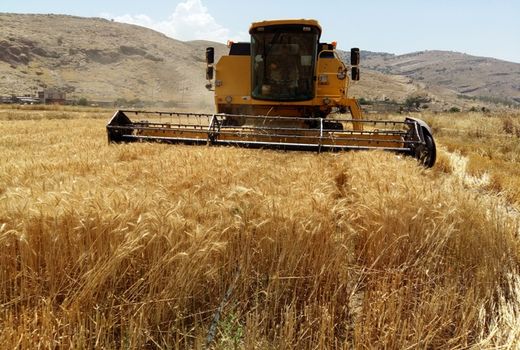 رشد ۳۵۳ درصدی تولید گندم طی ۴۰ سال اخیر