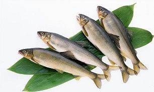 رشد 43 درصدی صادرات آبزیان در سال 95 نسبت به سال قبل از آن