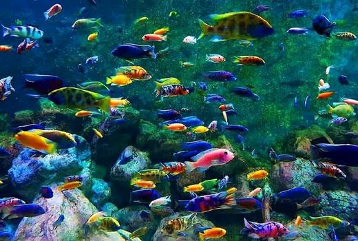 فعالیت ۱۴ مرکز تکثیر و پرورش ماهیان زینتی در آذربایجان غربی