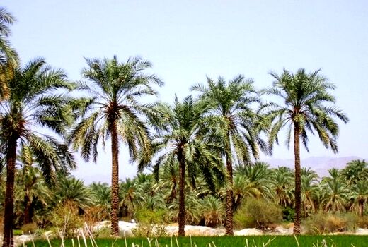 سیره علوی؛ زمین، کار، معیشت