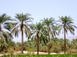 سیره علوی؛ زمین، کار، معیشت