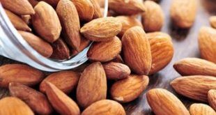 قرنطینه گیاهی 303 تن بادام در چهارمحال و بختیاری 