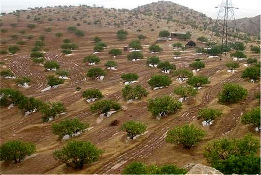 پرداخت 4 میلیارد ریال یارانه برای توسعه باغبانی در نی ریز