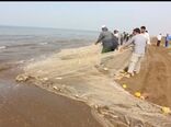 درآمد ۴۷۰ میلیارد ریالی صیادان گلستانی از صید ۱۹۶ تن ماهی