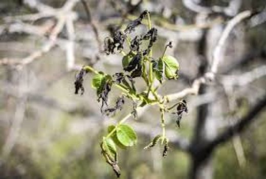  83 درصد سرمازدگی محصولات کشاورزی در ۹ ماه امسال