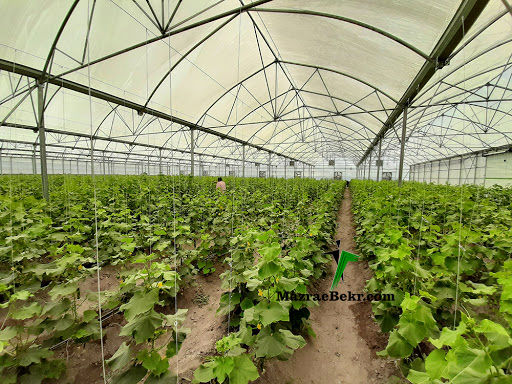 هدف گذاری ایجاد 200 هکتار گلخان هدر خراسان شمالی طی برنامه ششم و افق 1404  