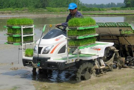 نشاء مکانیزه برنج در 85 درصد شالیزارهای میاندورود