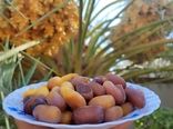 آغاز برداشت رطب و خرما در شهرستان زرین دشت
