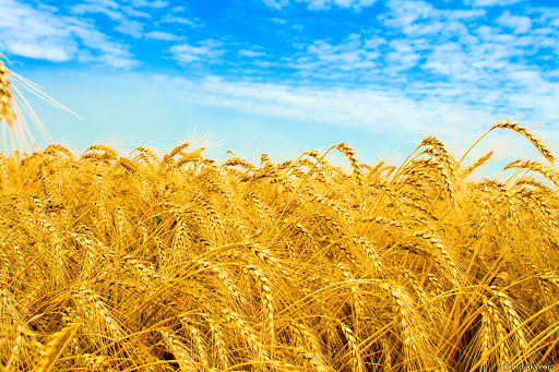 افزایش نرخ گندم، خرید این محصول را در آذربایجان غربی افزایش خواهد داد