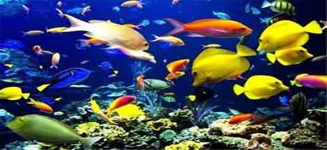 مکانیزاسیون در آبزی‌پروری راهی برای افزایش بهره‌وری