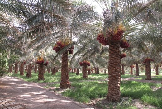 آغاز خرید تضمینی خرمای استعمران پس از ۱۷ سال در خوزستان