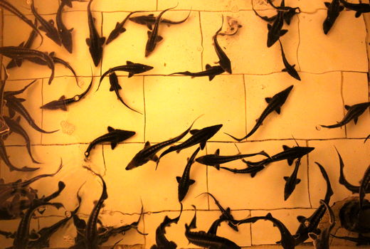 عزم جدی شیلات خوزستان برای راه اندازی مجتمع پرورش ماهی خاویاری دزفول