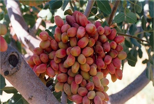 پیش بینی برداشت ۳۰ تن پسته در ایلام