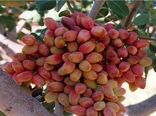 پیش بینی برداشت ۳۰ تن پسته در ایلام