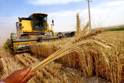  رازهای طلایی کشت گندم پرسود 