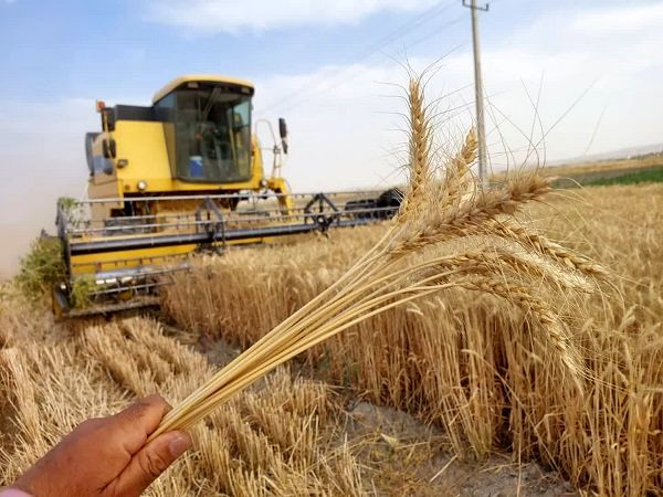 کشاورزی ایران در گرو الگوی کشت عملیاتی و عملیاتی شدن الگوی کشت