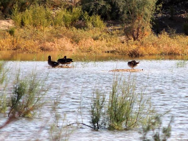 پیشگیری از آنفلوانزای فوق حاد پرندگان در زیستگاههای خوزستان