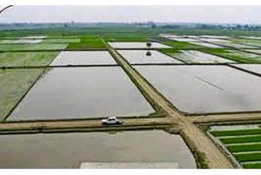 تجهیز و نوسازی 39 هکتار شالیزار ساری/ اعتبار 21 میلیاردی