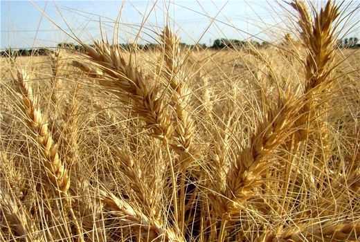 کیل گیری مزارع گندم آبی در شهرکرد