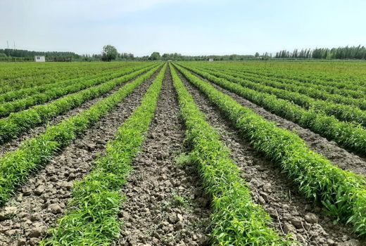 سالانه ۱۰ میلیون اصله نهال در میاندوآب تولید می‌شود