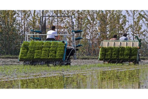 کشت مکانیزه برنج در 97 هزار هکتار از شالیزارهای مازندران