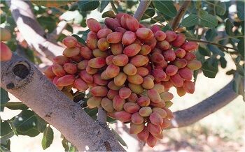 برداشت پسته در سطح 2 هزار هکتار از باغات بارور شهرستان بم