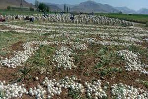 کاهش قیمت پیاز با کشت مکانیزه