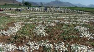کاهش قیمت پیاز با کشت مکانیزه