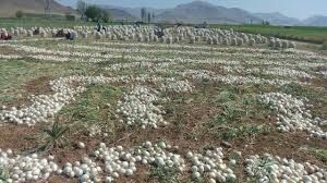 کاهش قیمت پیاز با کشت مکانیزه