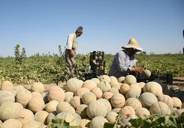 طالبیِ شیرینِ و آبدارِ بادرود به بازار رسید