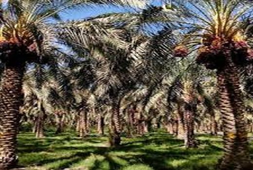 عمده نخیلات شهرستان فهرج گرده افشانی شد