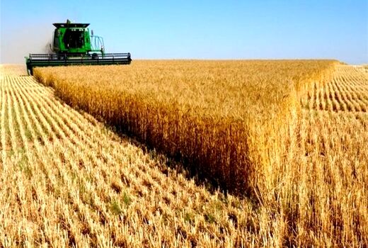 قیمت‌گذاری مناسب و پرداخت به موقع مطالبات گندمکاران؛ کلید امنیت غذایی پایدار  