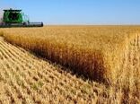 قیمت‌گذاری مناسب و پرداخت به موقع مطالبات گندمکاران؛ کلید امنیت غذایی پایدار  