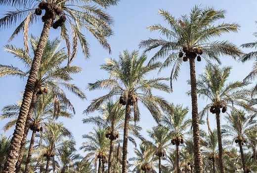 کشاورزان مراقب آفت تریپس باشند 