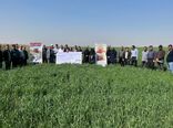 بازدید کشاورزان پیشرو مرودشتی از مزارع کشاورزی حفاظتی خوزستان