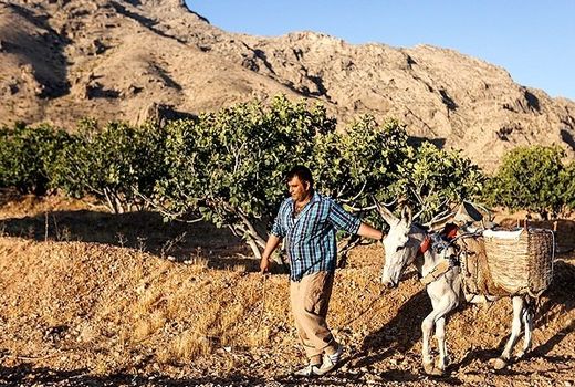 تعهدات اشتغالزایی بخش کشاورزی استهبان محقق شد