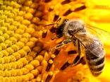 حمایت از نوآوری‌ها در توسعه صنعت زنبورداری کشور