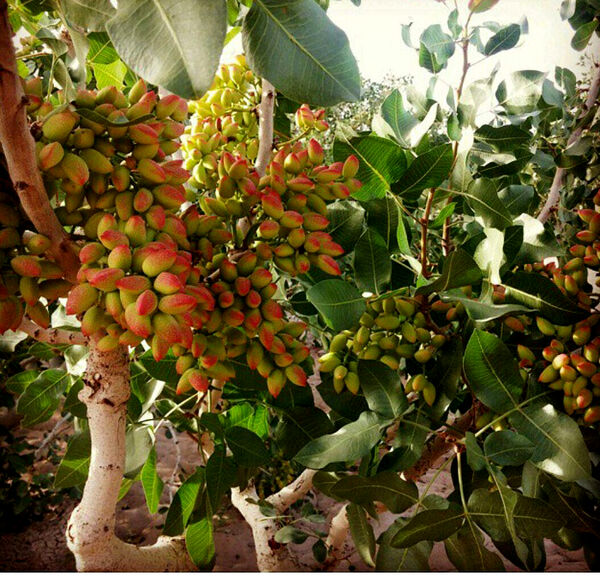 مهاجرت کشت پسته به غرب و شمالغرب کشور