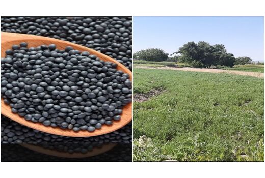 عدس سیاه محصولی اقتصادی و کم آب‌خواه