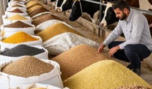 تأمین ۱۸ میلیون تن خوراک دام از خارج کشور/تنوع جیره، راهکار کاهش وابستگی