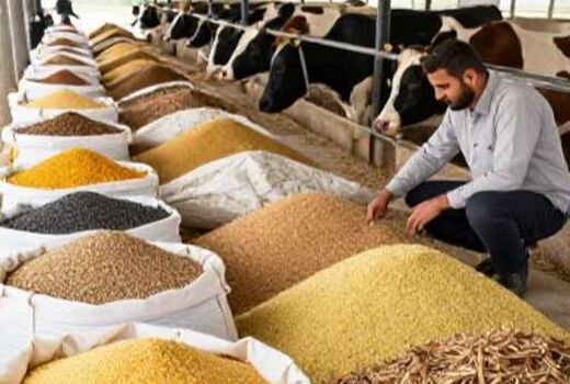 تأمین ۱۸ میلیون تن خوراک دام از خارج کشور/تنوع جیره، راهکار کاهش وابستگی
