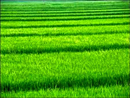 کاهش مصرف سموم در کشت غلات خراسان شمالی 