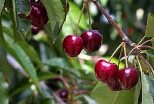 فرآوری نیمی از آلبالوهای باغات خمینی شهر