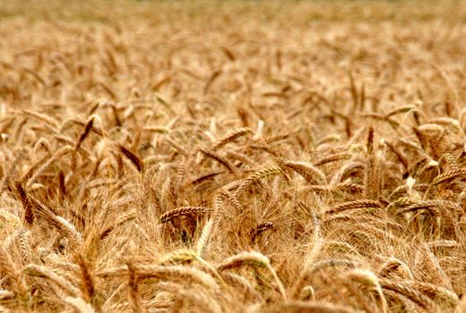 پرداخت بیش از هزار میلیارد تومان از مطالبات گندم کاران استان تهران