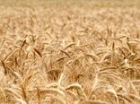 پرداخت بیش از هزار میلیارد تومان از مطالبات گندم کاران استان تهران
