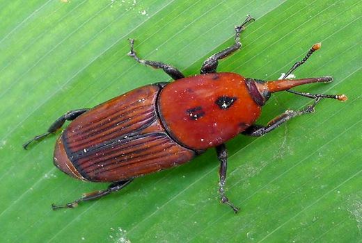 سرخرطومی حنایی خرما مهمترین آفت نخیلات  در جهان/ سازمان حفظ نباتات  درصدد  کنترل  این  افت مهم